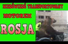 Niedźwiedź transportowany motorem -Rosja
