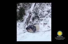 Panda i jej pierwszy dzień ze śniegiem