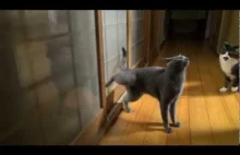Smart Cat Knock On The Door