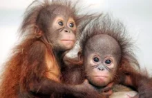 Zaobserwowano nieznaną populację orangutanów na Borneo