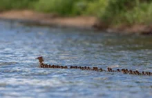 Na jeziorze w Minnesocie zauważono "super mamę" za którą płynęło 56 kaczątek