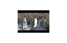 Walka pingwinów:)
