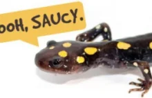 Ubuntu 13.10 Saucy Salamander wydane