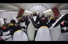 Imprezowe Pingwiny