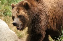 W Bieszczadach niedźwiedź zabił człowieka.
