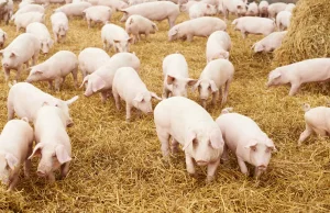 Pół miliona świń poszło pod nóż. Polscy hodowcy wykorzystali pomór w Chinach