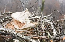 Ktoś zniszczył lęg bielika. Wspiął się po drzewie i ukradł jaja.