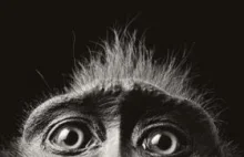 „Małpi człowiek” – czyli dzieje zakazanego eksperymentu.