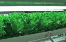 Fujitsu uprawia sałatę, Panasonic szpinak, a Sharp truskawki!