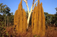 Natura niszczy moje zmysły swym urokiem! Wspaniałe i pożyteczne kopce termitów.
