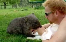 Czochranie wombata