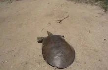 SUPER FAST TURTLE