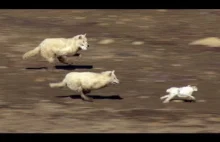 Grupowe polowanie wilków na szybkiego zająca