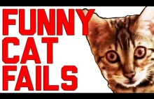 Funny Cat Fails Compilation || by FailArmy 2016