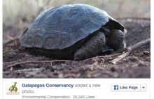 Na wyspach Galapagos urodził się pierwszy żółw od 150 lat