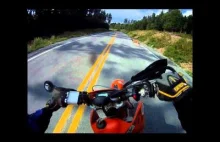 Motocyklista kontra sarna [video]