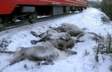 W ciągu 3 dni pod kołami pociągów w Norwegii zginęło ponad 100 reniferów