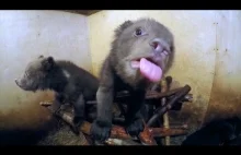 Mały, osierocony niedźwiadek i jego koledzy :)