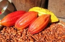 Kakao poprawia wydolność wysiłkową
