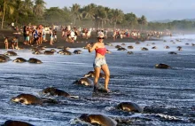 Żółwie morskie nie mogły złożyć jaj przez ciekawskich turystów