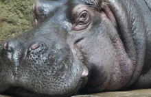 Amerykanie planowali na początku XX wieku masową hodowlę hipopotamów