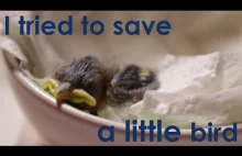 Jak zmusić małego ptaszka do jedzenia? Dobry sposób