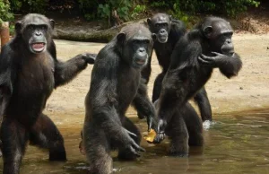 Historia 66 szympansów po zakończeniu eksperymentów