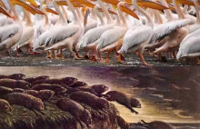 Pelikany i lemingi na wojnie, czyli Quo vadis Polsko