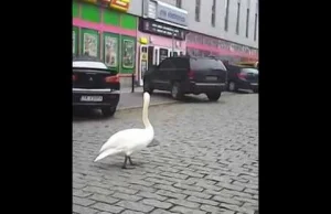 Sławny spacerujący po centrum Kielc łabędź znaleziony zabity w koszu na śmieci.