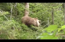 Tatry: Turyści spotkali niedźwiedzia w Dolinie Białego