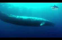 Płetwal błękitny jest największym stworzeniem jakie kiedykolwiek żyło na Ziemi.