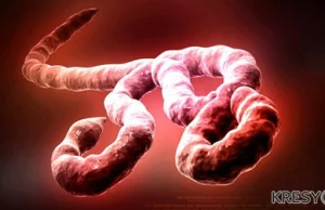 USA: 76 osób zagrożonych zarażeniem wirusem Ebola :: społeczeństwo