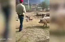 Farmer próbuje zabić swoją świnię za pomocą siekiery