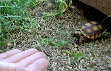 Mały żółwik wychodzi człowiekowi na spotkanie.
