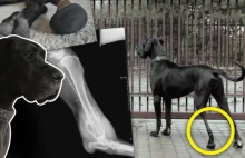 Poznajcie Dozi - pierwszego w Polsce 'bionicznego' psa z tytanową nogą...