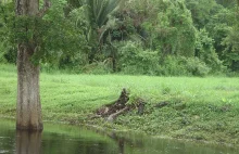 Przetrwać Belize - operatorzy GROM-u na ekstremalnym szkoleniu w dżungli