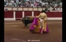 Matador zrobił byka w...