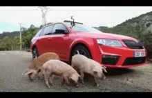 Świnie lecą na Skodę!