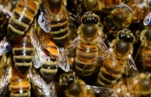 Pszczoły żyją na warszawskich centrach handlowych