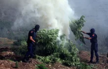 Dym z olbrzymiego ogniska marihuany przez 2 dni niepokoił mieszkańców