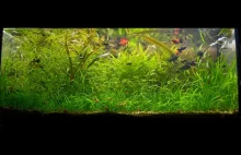 800 dni mojego 100l akwarium Low-Tech