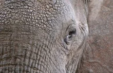 Rząd Danii wykupił cztery ostatnie słonie cyrkowe w kraju