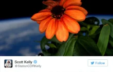 Pierwszy kwiat w kosmosie, wyhodowany przez astronautę Scotta Kelly na ISS