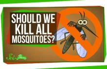 A gdyby tak zabić wszystkie komary? [ENG]