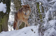 Wilk spaceruje coraz śmielej po Sanoku. (Nowe nagranie)