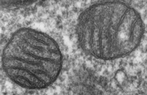 Porywacze mitochondriów