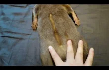 Rysowanie na brzuchu wydry