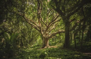10 najstarszych żyjących drzew na ziemi.