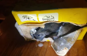 W kartonie z mlekiem znalazła utopione myszy