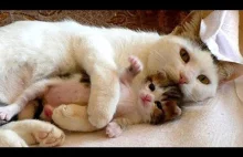 Mama Cat Takes Care Baby Kitten Compilation